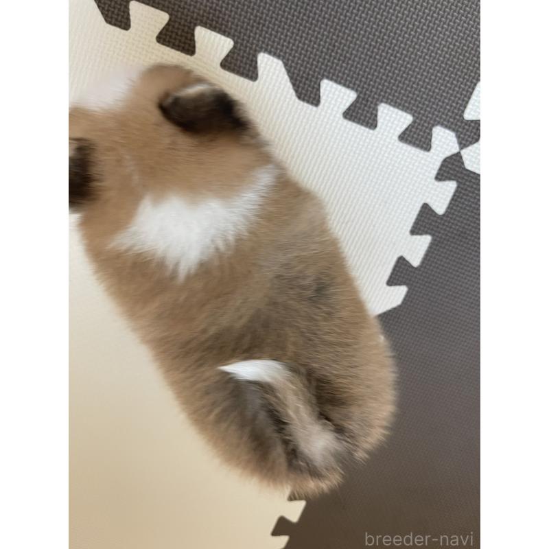販売中の岡山県のポメラニアン-456060の4枚目