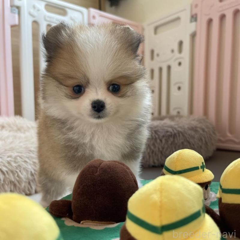 販売中の岡山県のポメラニアン-456060の3枚目