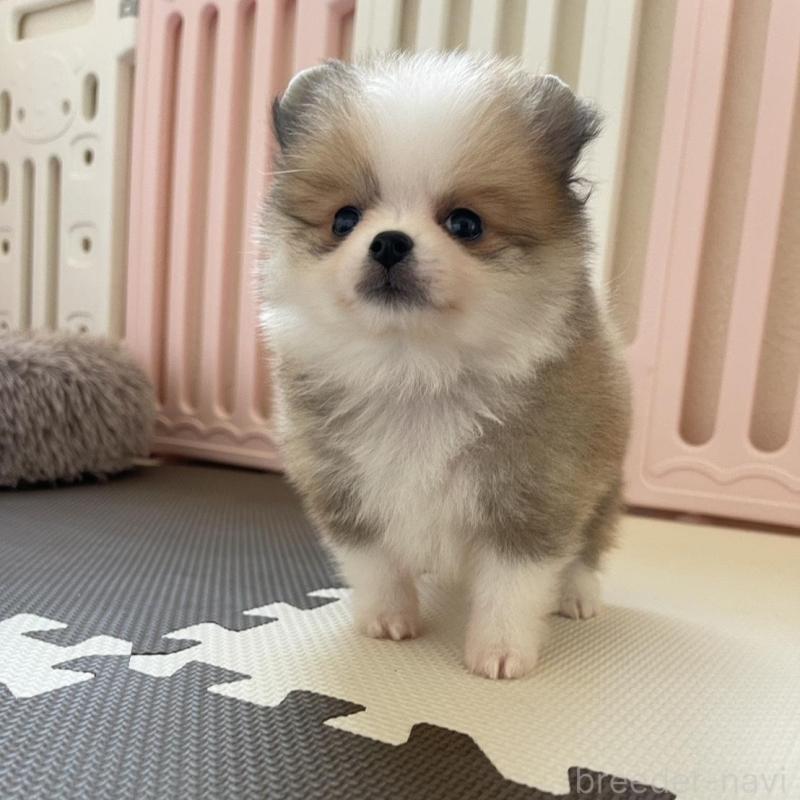 販売中の岡山県のポメラニアン-456060の2枚目