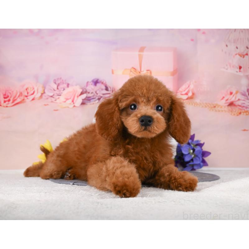 販売中の岐阜県のトイプードル-456062の7枚目