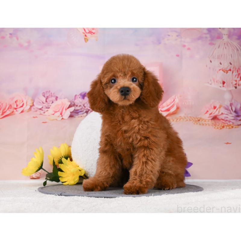 販売中の岐阜県のトイプードル-456062の6枚目