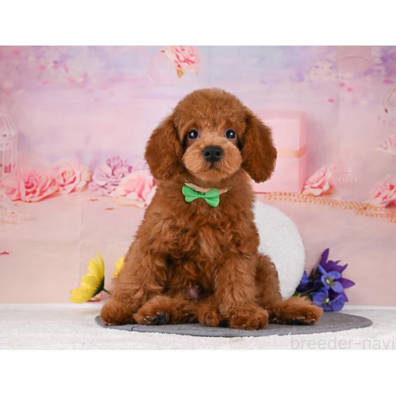 販売中の岐阜県のトイプードル-456062の5枚目