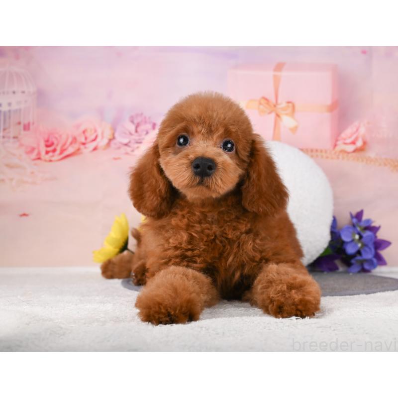 販売中の岐阜県のトイプードル-456062の4枚目