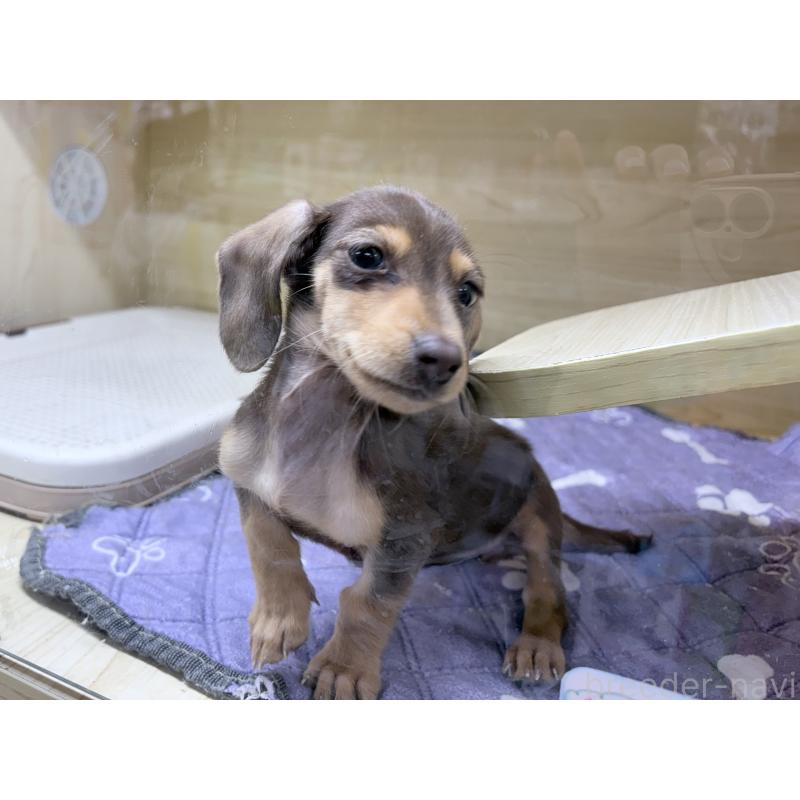 販売中の東京都のミニチュアダックスフンド(スムースヘアード)-452746