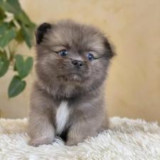 ♀︎ミックス犬