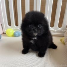 ♀︎ポメラニアン