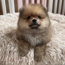 ♀︎ポメラニアン