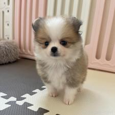 ♀︎ポメラニアン