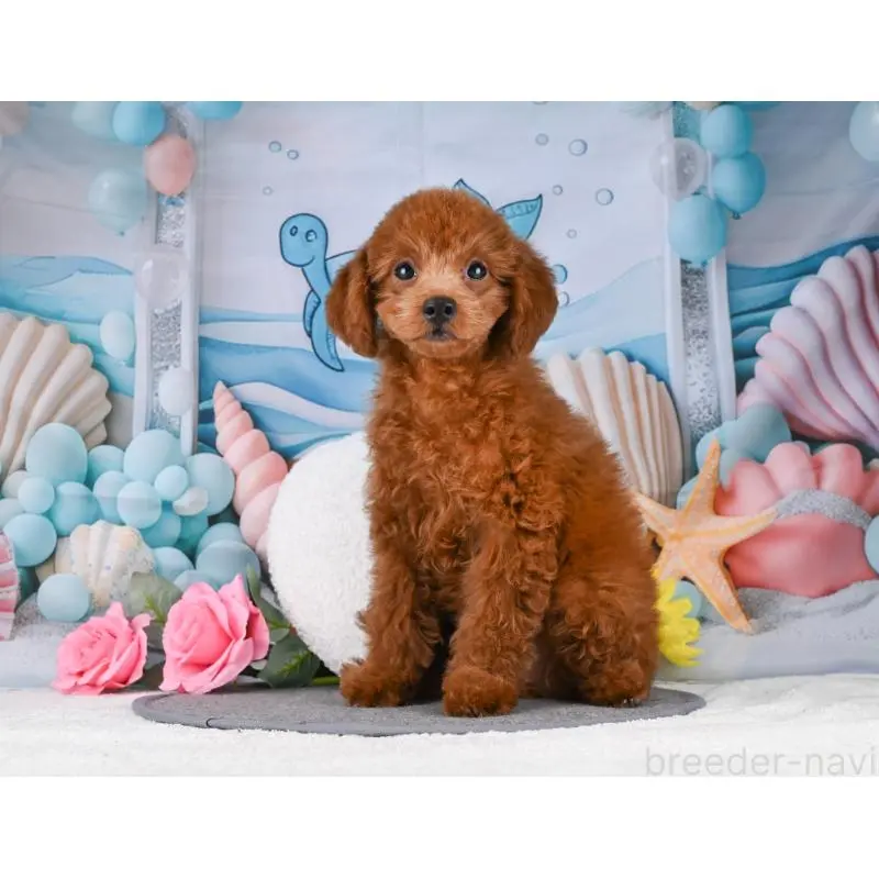 販売中の岐阜県のトイプードル-456063の7枚目