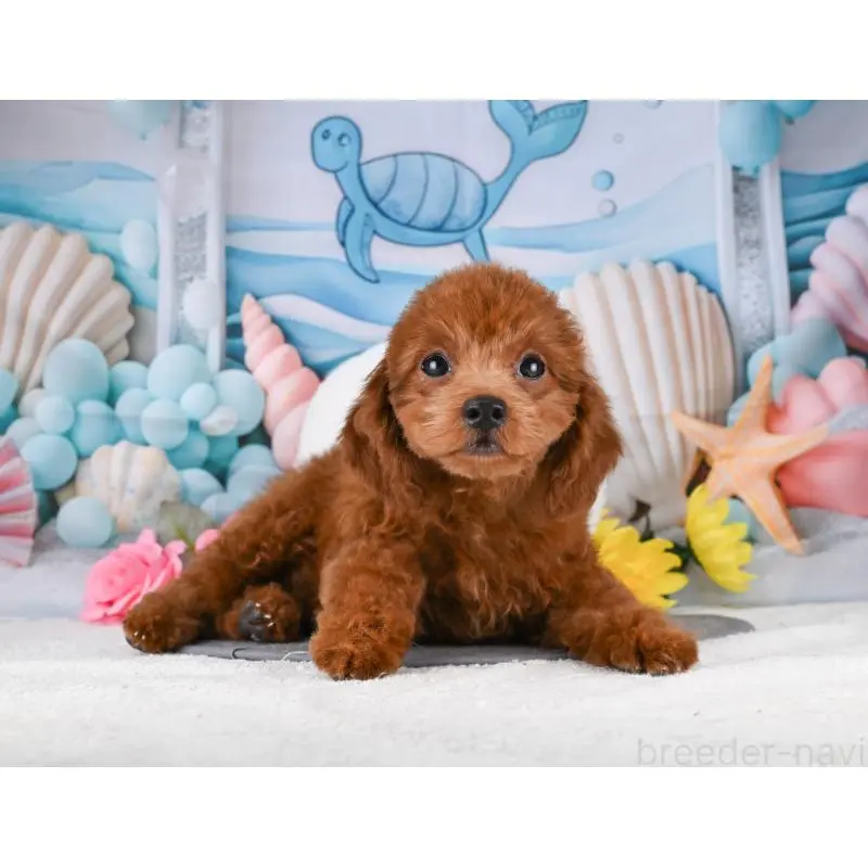 販売中の岐阜県のトイプードル-456063の6枚目