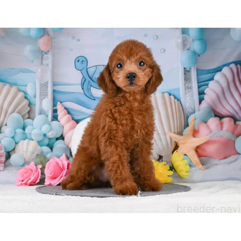 販売中の岐阜県のトイプードル-456063の5枚目