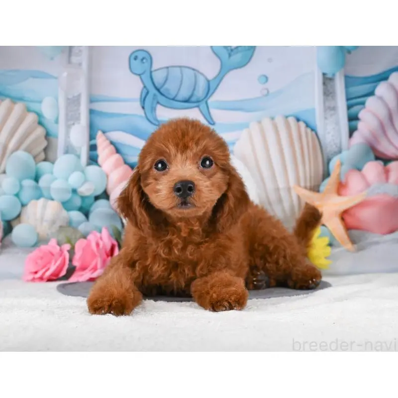 販売中の岐阜県のトイプードル-456063の4枚目