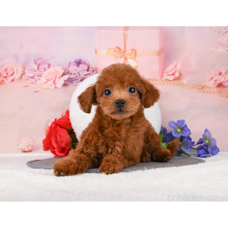 販売中の岐阜県のトイプードル-456064の7枚目