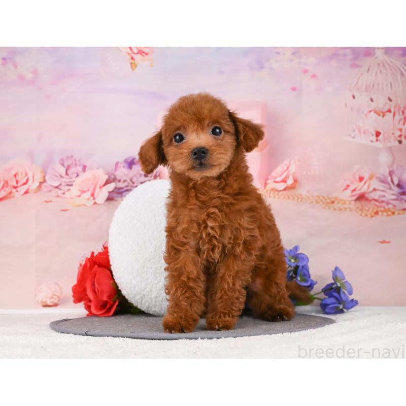 販売中の岐阜県のトイプードル-456064の6枚目