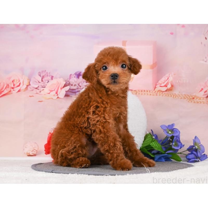 販売中の岐阜県のトイプードル-456064の5枚目