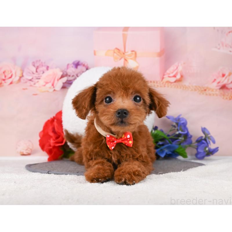 販売中の岐阜県のトイプードル-456064の4枚目