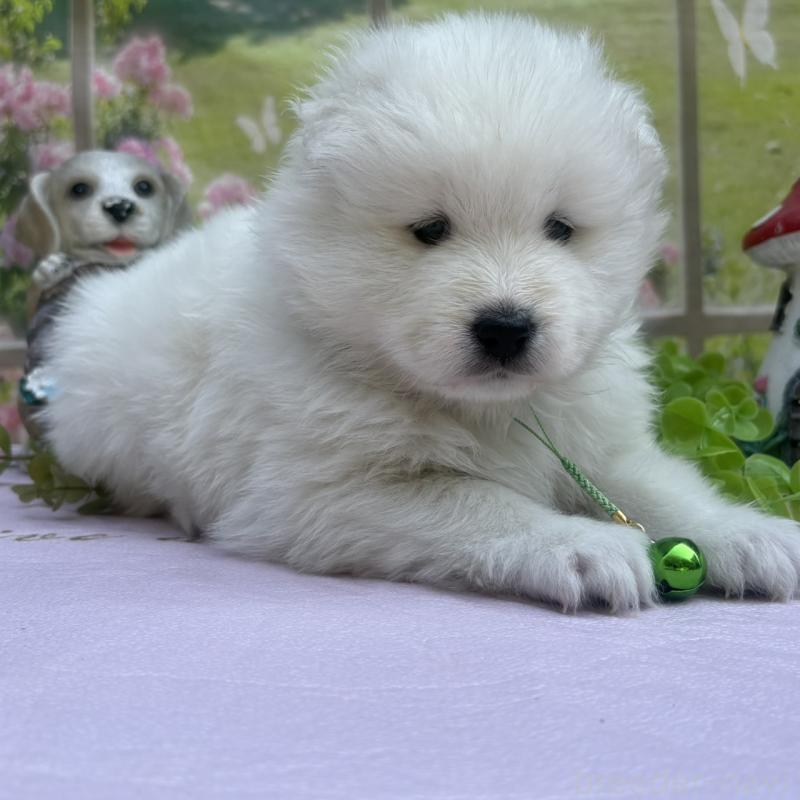 販売中の山梨県のサモエド-456065の3枚目