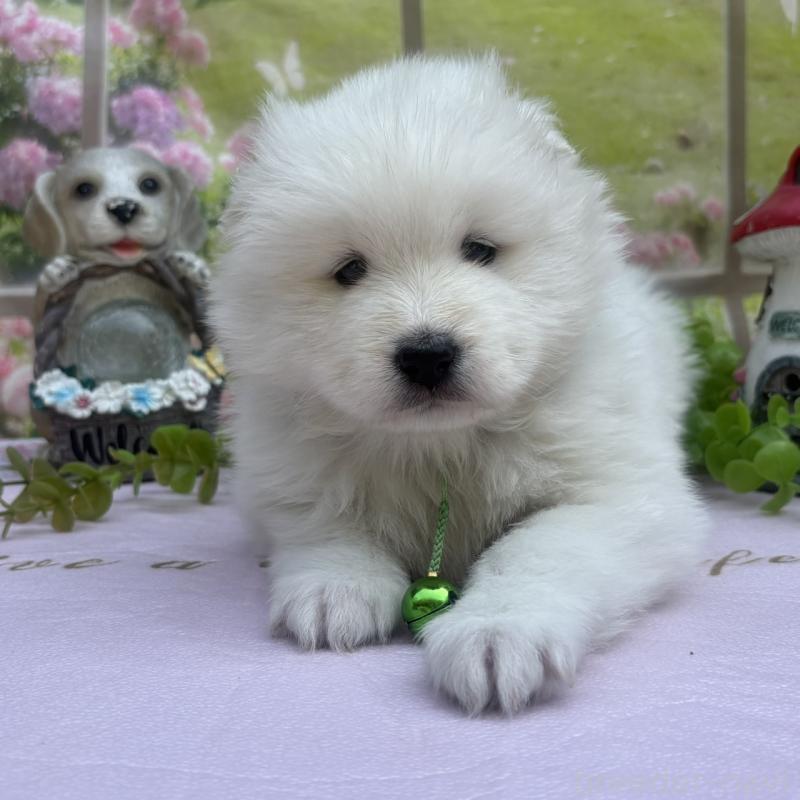 販売中の山梨県のサモエド-456065の2枚目