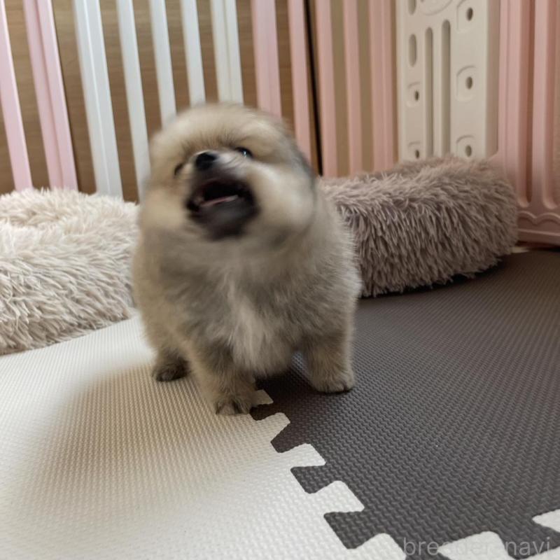 販売中の岡山県のポメラニアン-456066の6枚目