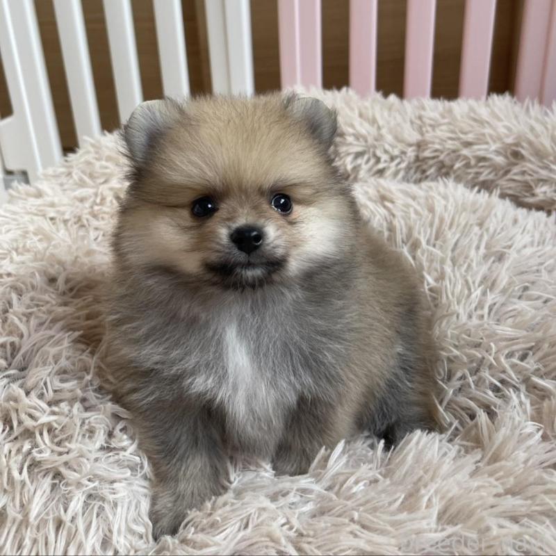 販売中の岡山県のポメラニアン-456066の5枚目