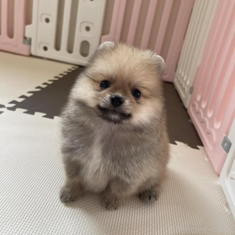 販売中の岡山県のポメラニアン-456066の4枚目