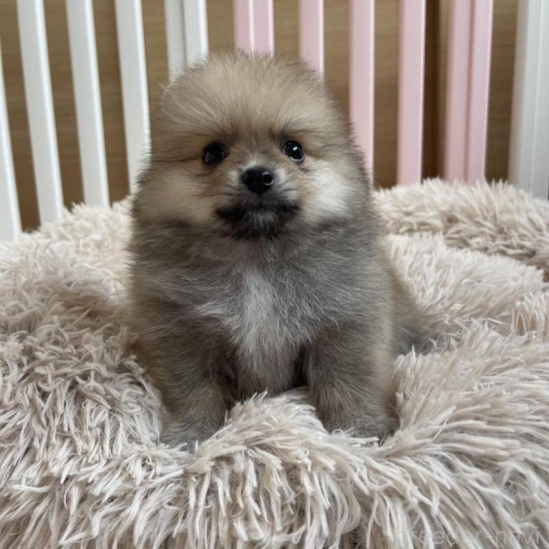 販売中の岡山県のポメラニアン-456066の3枚目