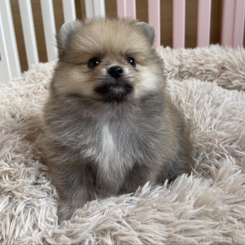 販売中の岡山県のポメラニアン-456066の2枚目