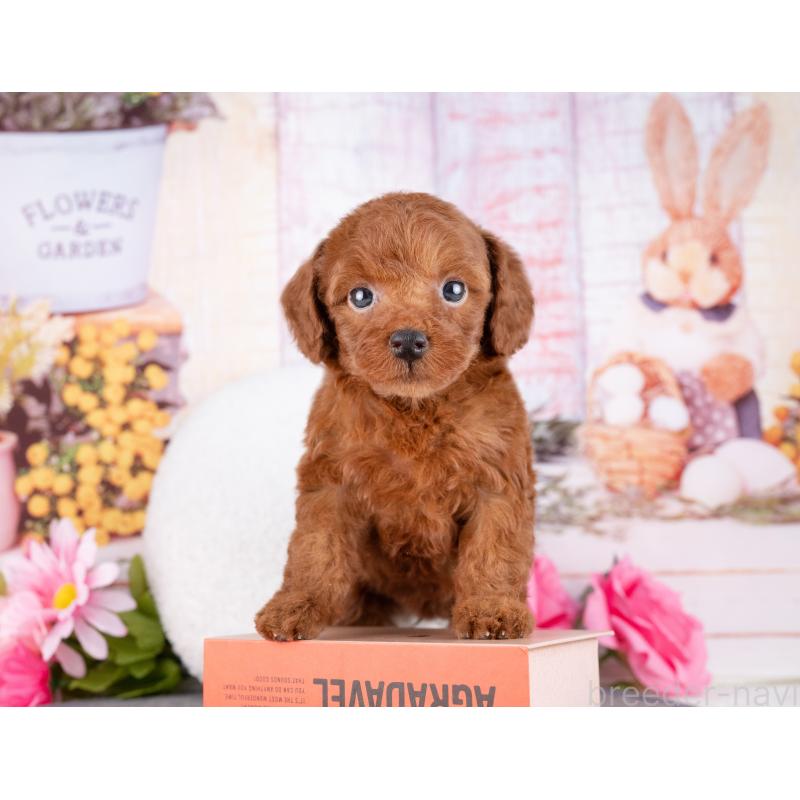 販売中の岐阜県のトイプードル-456070の5枚目