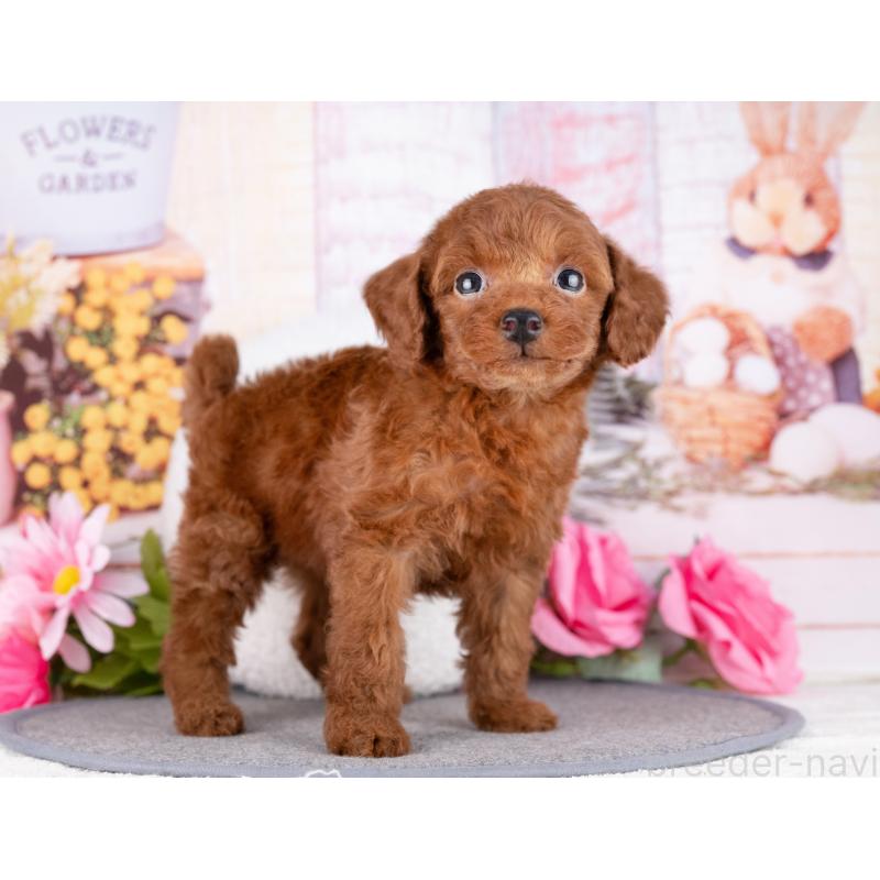 販売中の岐阜県のトイプードル-456070の3枚目