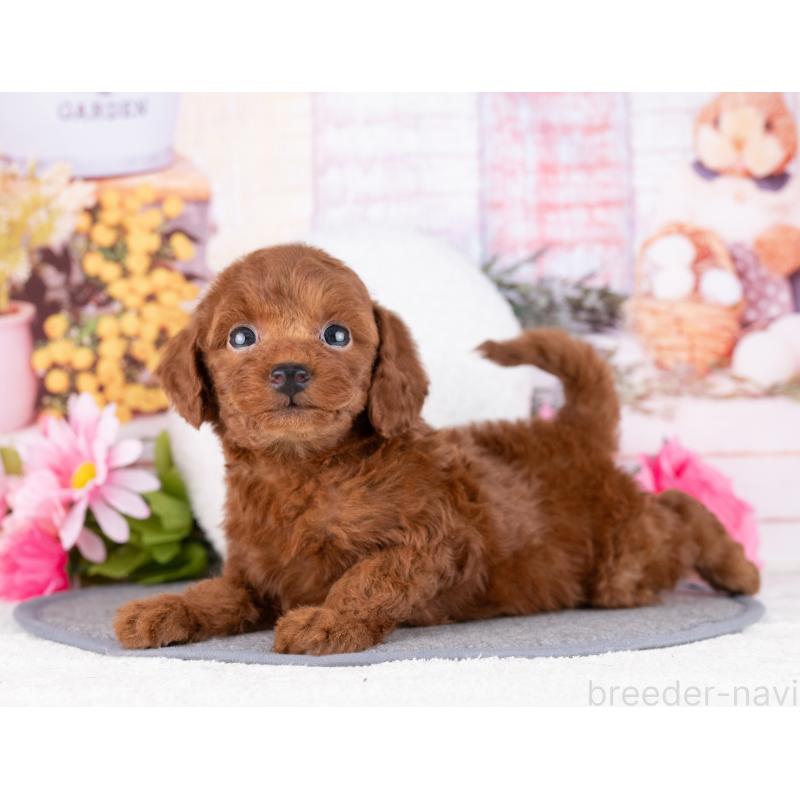 販売中の岐阜県のトイプードル-456070の2枚目