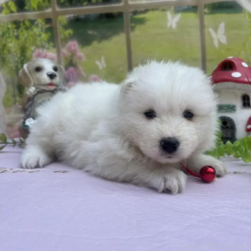 販売中の山梨県のサモエド-456067の3枚目