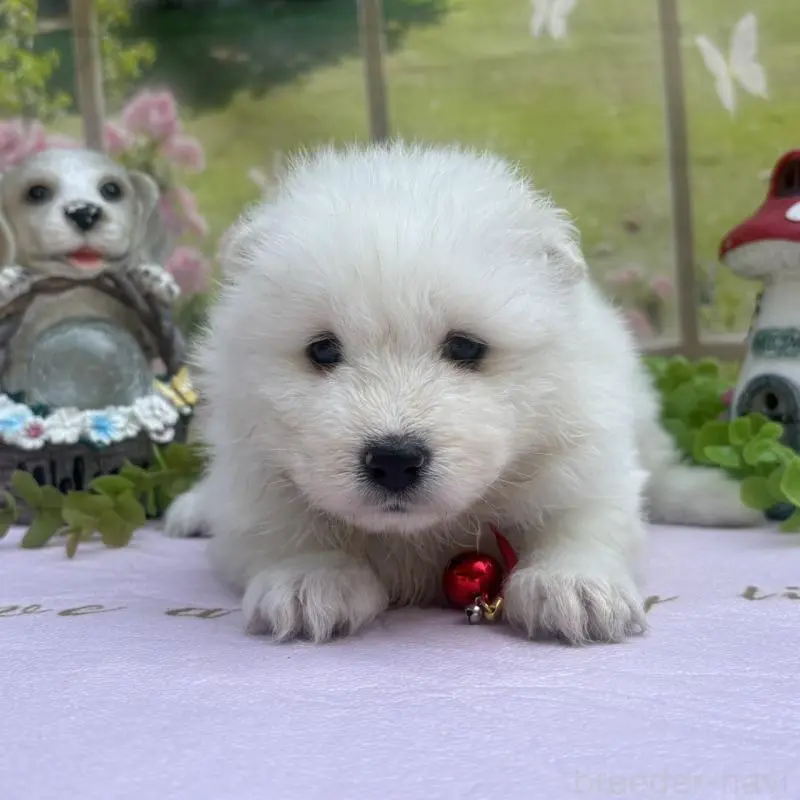 販売中の山梨県のサモエド-456067の2枚目