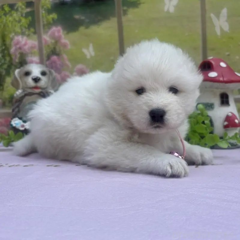 販売中の山梨県のサモエド-456068の3枚目