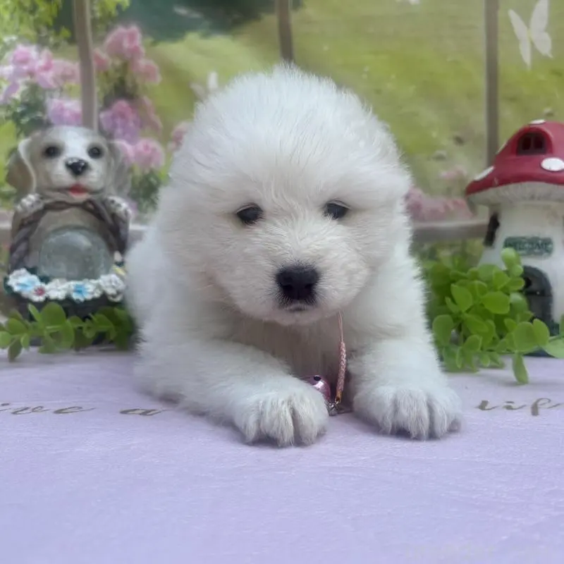 販売中の山梨県のサモエド-456068の2枚目