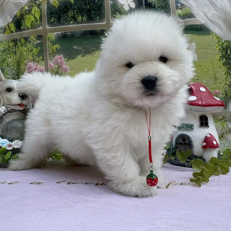 販売中の山梨県のサモエド-456069の3枚目