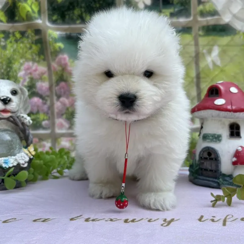 販売中の山梨県のサモエド-456069の2枚目