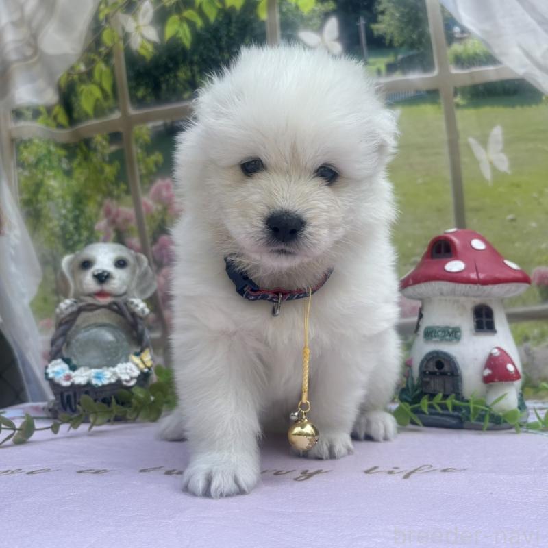 販売中の山梨県のサモエド-456071の3枚目