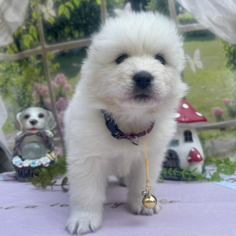 販売中の山梨県のサモエド-456071の2枚目