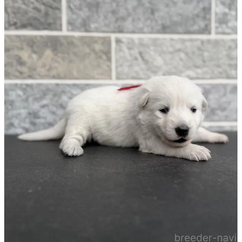 販売中の山梨県のホワイトシェパード-456072の5枚目