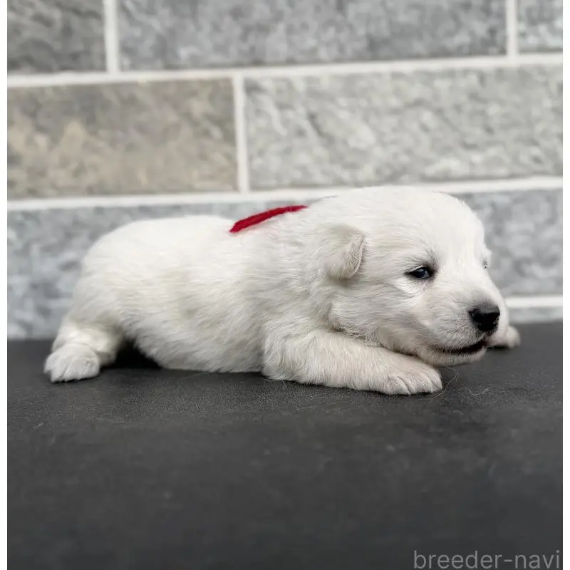 販売中の山梨県のホワイトシェパード-456072の4枚目