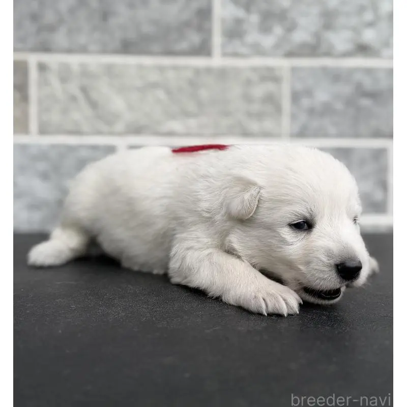 販売中の山梨県のホワイトシェパード-456072の3枚目