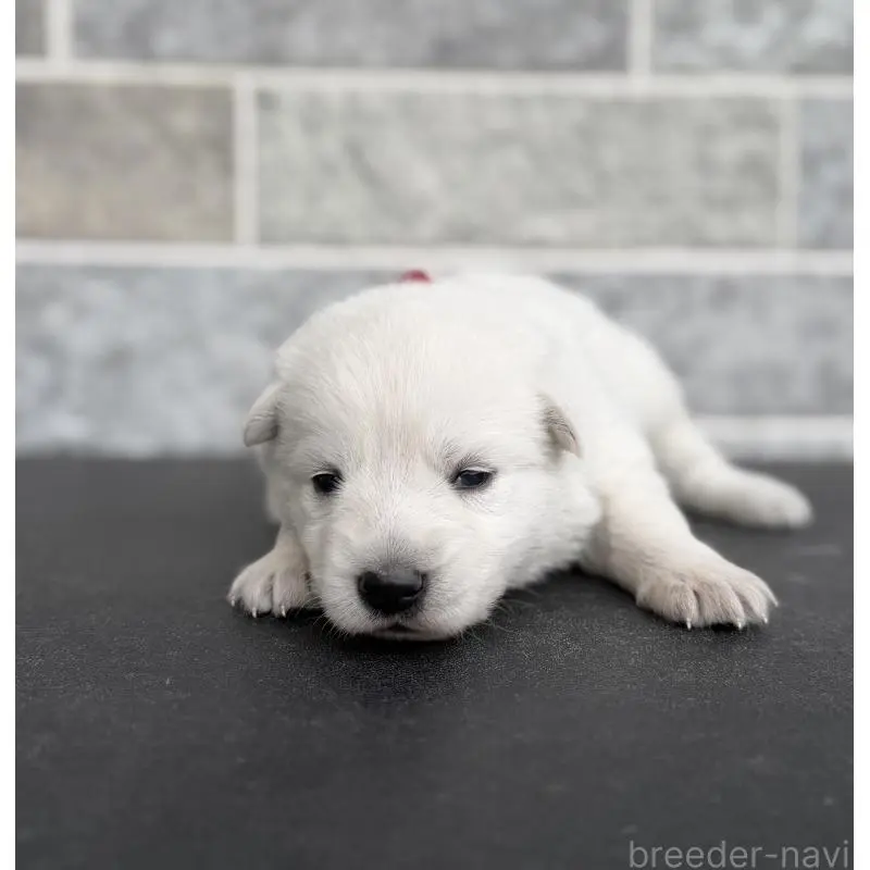 販売中の山梨県のホワイトシェパード-456072の2枚目