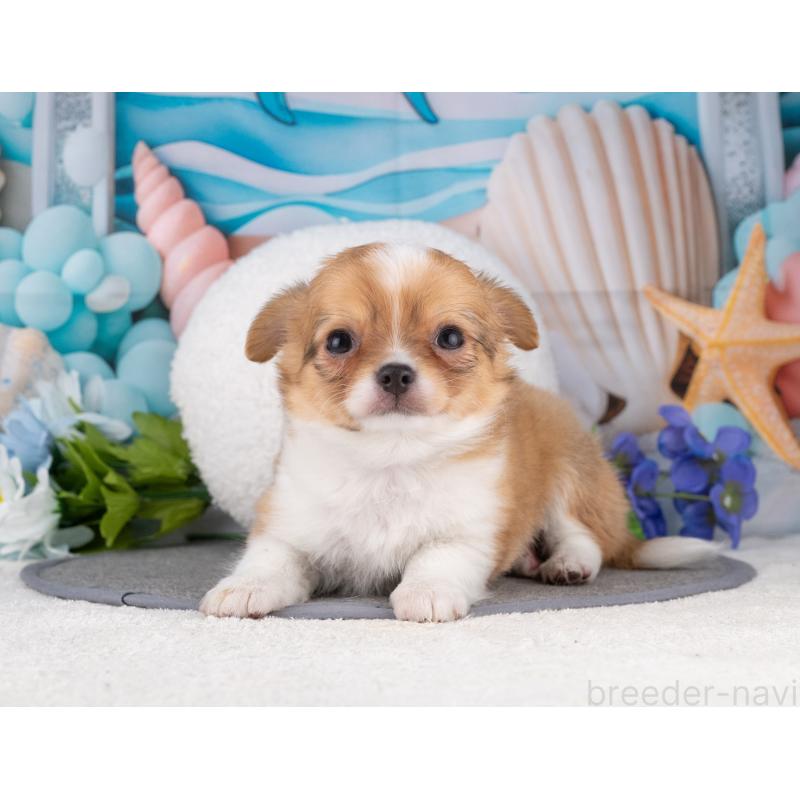 販売中の岐阜県のチワワ(ロングコート)-456073の7枚目