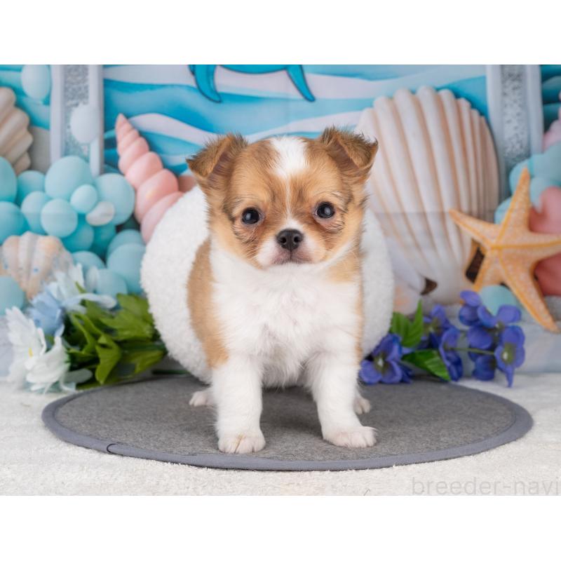 販売中の岐阜県のチワワ(ロングコート)-456073の6枚目