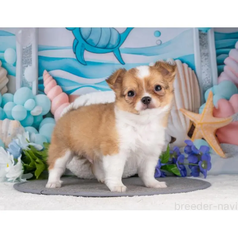 販売中の岐阜県のチワワ(ロングコート)-456073の5枚目