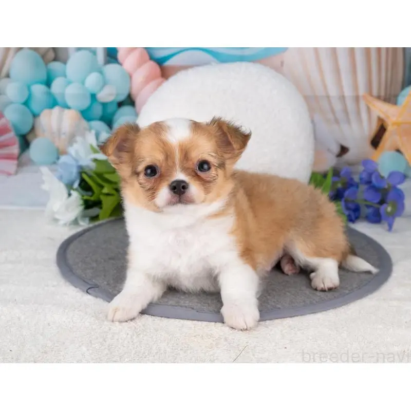 販売中の岐阜県のチワワ(ロングコート)-456073の4枚目