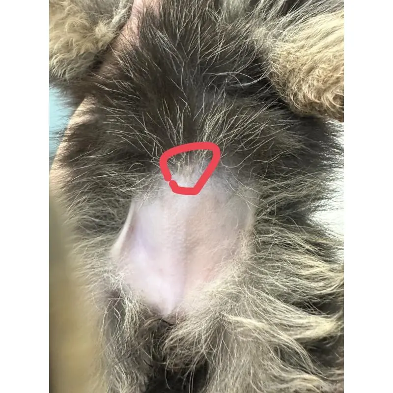 販売中の山梨県のポメラニアン-456074の4枚目