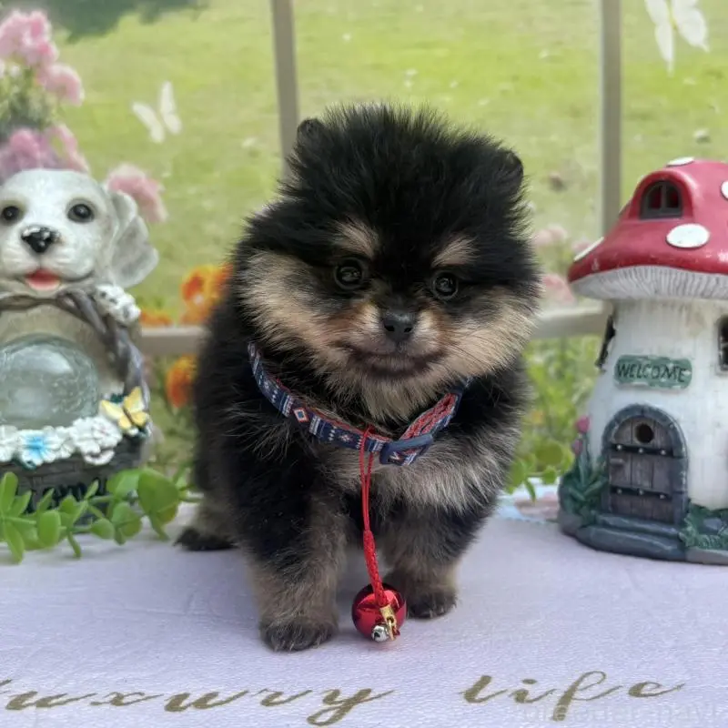 販売中の山梨県のポメラニアン-456074の3枚目