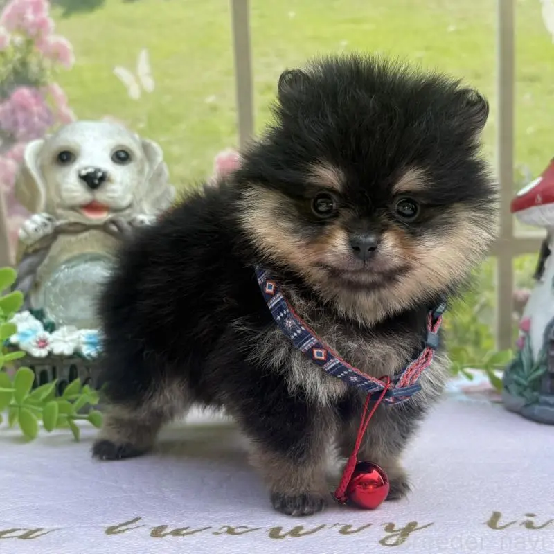 販売中の山梨県のポメラニアン-456074の2枚目