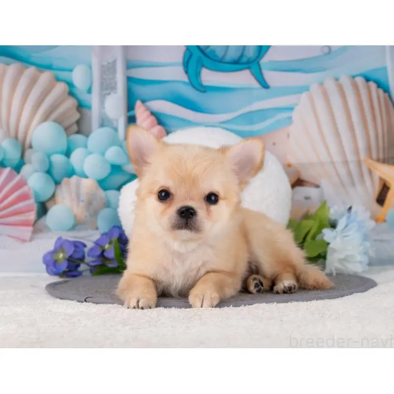 販売中の岐阜県のチワワ(ロングコート)-456076の7枚目